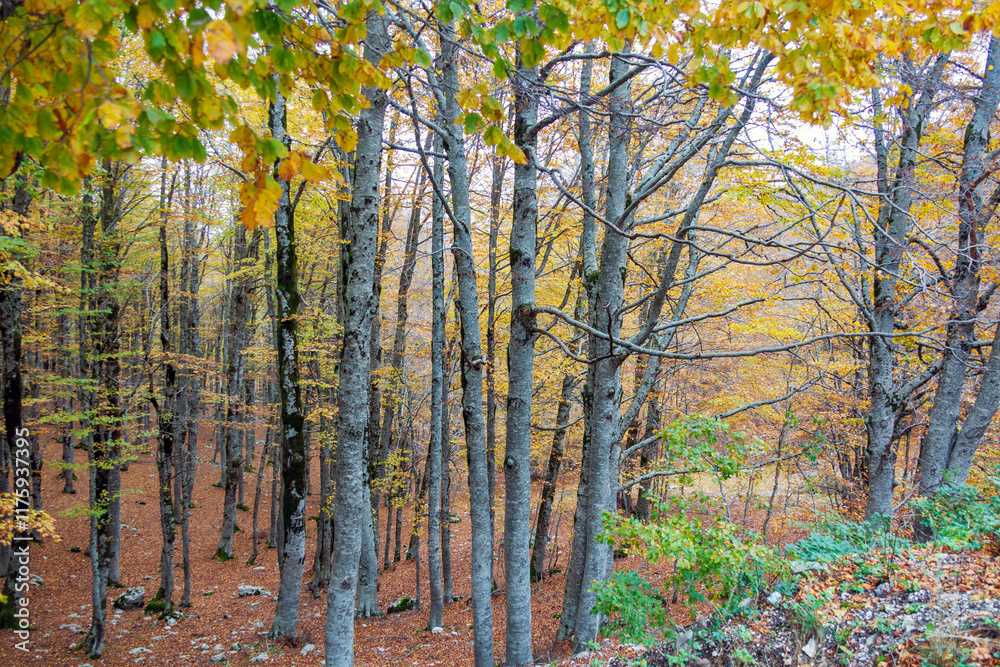 Bosco di Forca d'Acero in autunno. Mille colori in Abruzzo