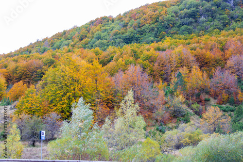Obraz na płótnie Bosco di Forca d'Acero in autunno. Mille colori in Abruzzo w salonie