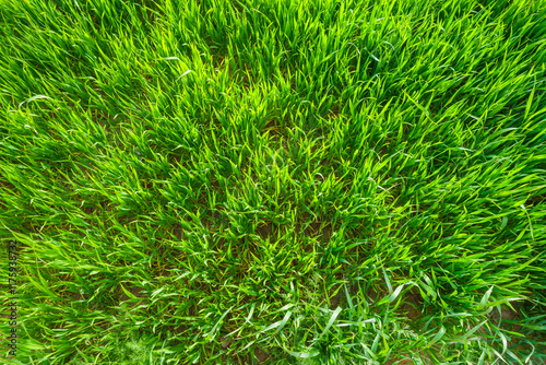 Top down view of lush green grass