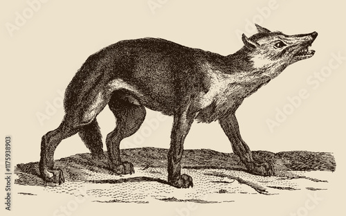 Wolf canis lupus in side view baring teeth, after antique engraving from 19th century
