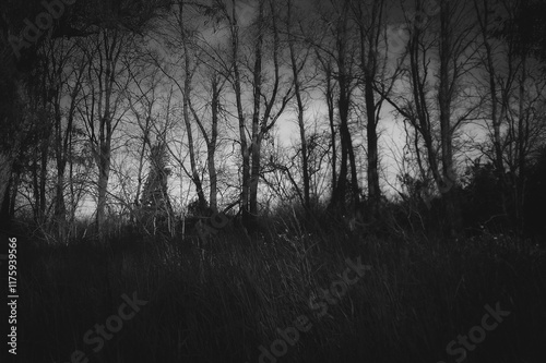 Bosque tenebroso en blanco y negro