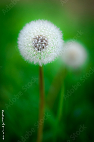 Flor blanca diente de leon con bokeh y fondo desenfocado