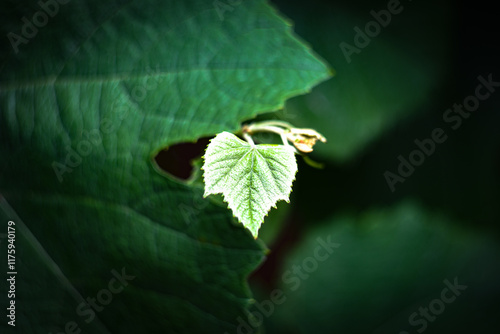 Hoja joven de parra verde con bokeh y fondo desenfocado