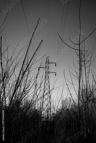 Imagen de antena a la tarde en un bosque en blanco y negro