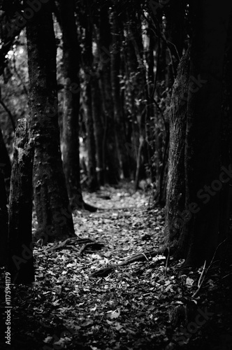 Camino en el bosque a la tarde en blanco y negro