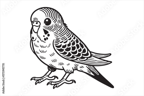 Line art of Budgerigar vector photo