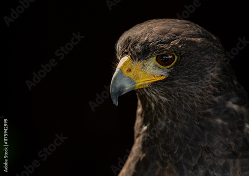 Hawk