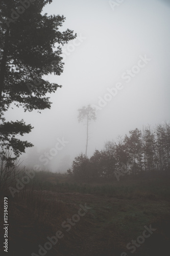 Kiefer im Nebel photo