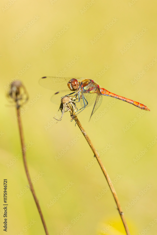 Common Darter, Sympetrum striolatum, male resting Common Darter, Sympetrum striolatum, male resting