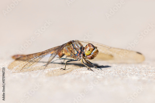 Vagrant darter male Sympetrum vulgatum resting photo