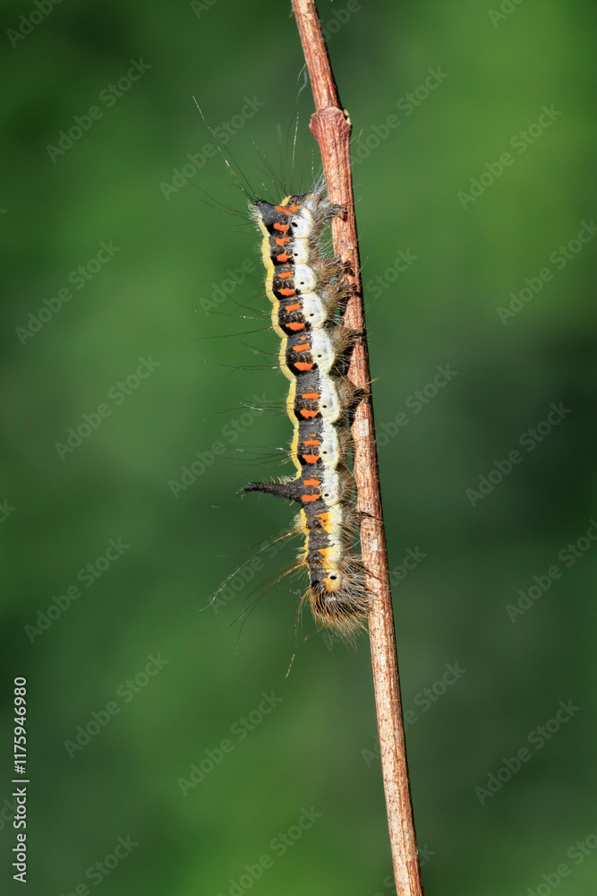 Closeup of a caterpillar of a grey dagger, Acronicta psi, moth crawling and eating Closeup of a caterpillar of a grey dagger, Acronicta psi, moth crawling and eating