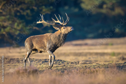 Male red deer, cervus elaphus, rutting during sunset photo