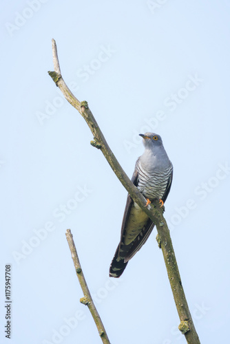 Common cuckoo, Cuculus canorus, resting and singing in a tree. photo