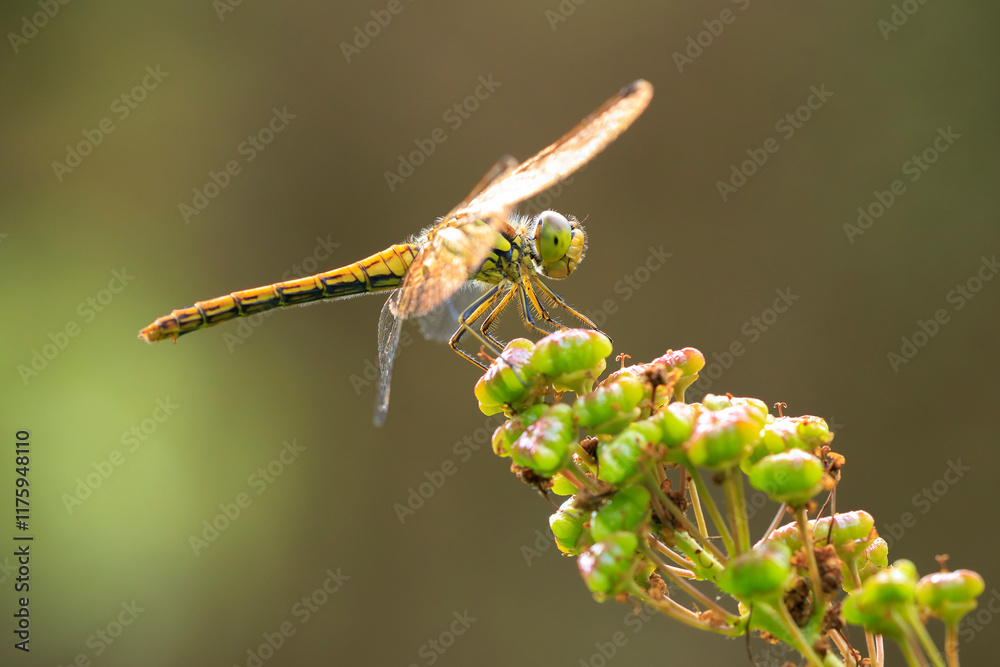 Vagrant darter Sympetrum vulgatum resting Vagrant darter Sympetrum vulgatum resting