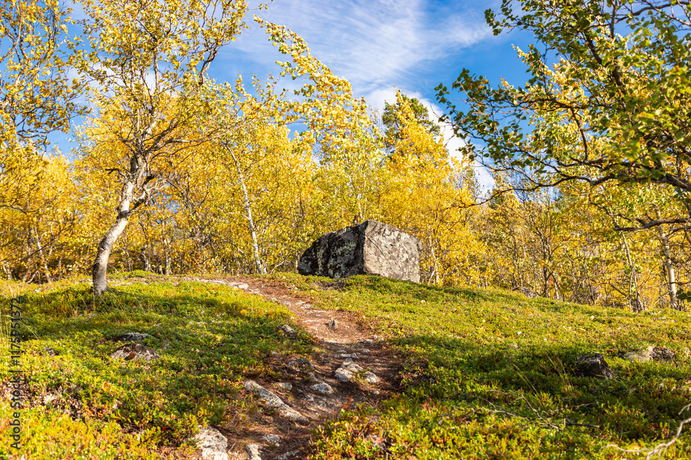 Tracking path at Khibiny mountains Small tundra forest with moss, grass and stones. Early fall in russian arctic region. Murmansk region, Russia.