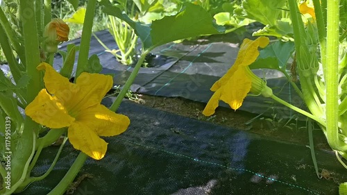 Bright yellow squash blossoms in vibrant garden setting