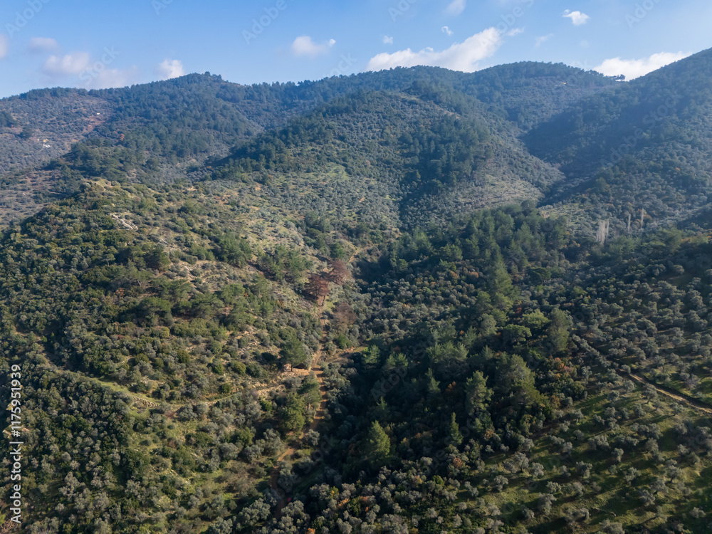 Fototapeta premium Fog covering olive tree crops growing on rolling hills in southern europe landscape