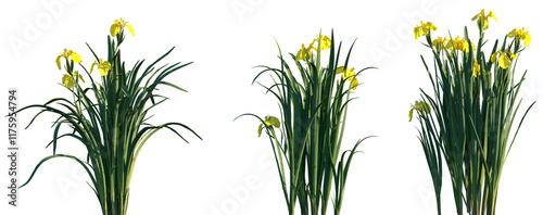 Quadro su tela Set of Iris pseudacorus (the yellow flag, yellow iris, or water flag) frontal is