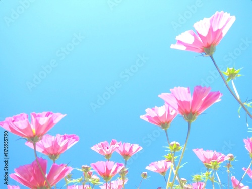 Pink flowers of Garden cosmos, Cosmos bipinnatus and blue sky - flowering scene of beauty of nature. Topics: blooming, season, summer, flora, bloom, natural environment, vegetation