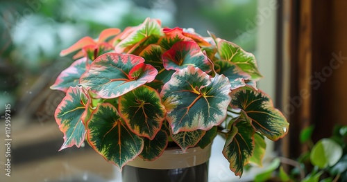 Vibrant Begonia Plant in a Pot with Natural Light, Generative AI.