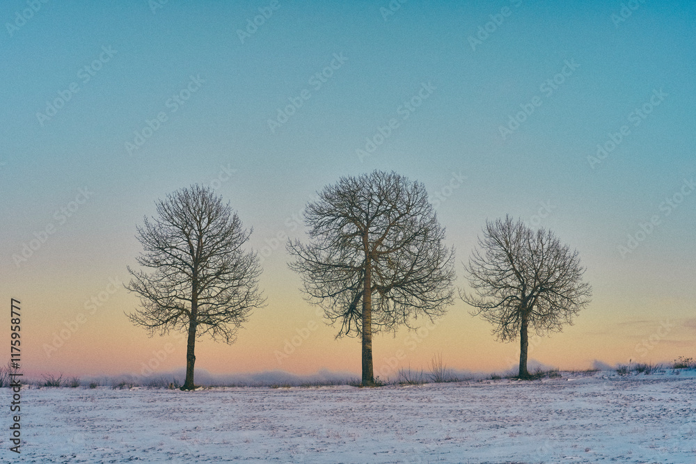 Aspen trees of rural Toten by Balke, Norway, in January 2025. Aspen trees of rural Toten by Balke, Norway, in January 2025.