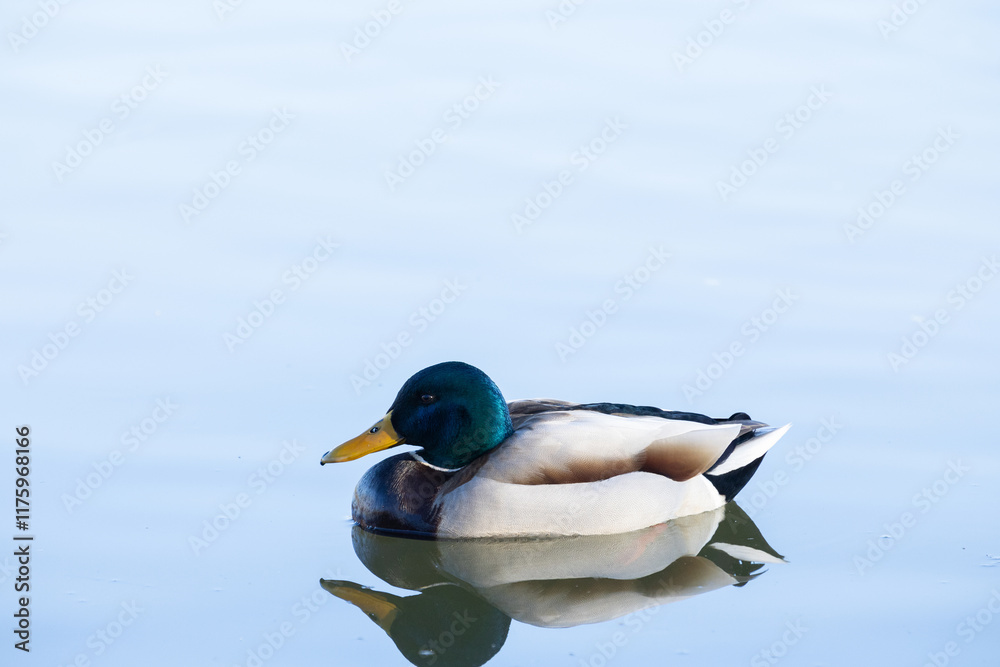 Obraz premium duck bird on blue lake