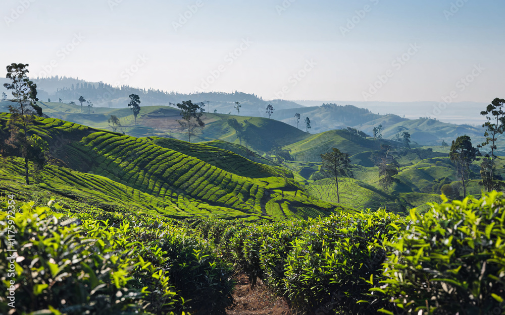 Fototapeta premium Tea Plantations in Munnar, Lush green tea plantation on rolling hills under a clear sky.