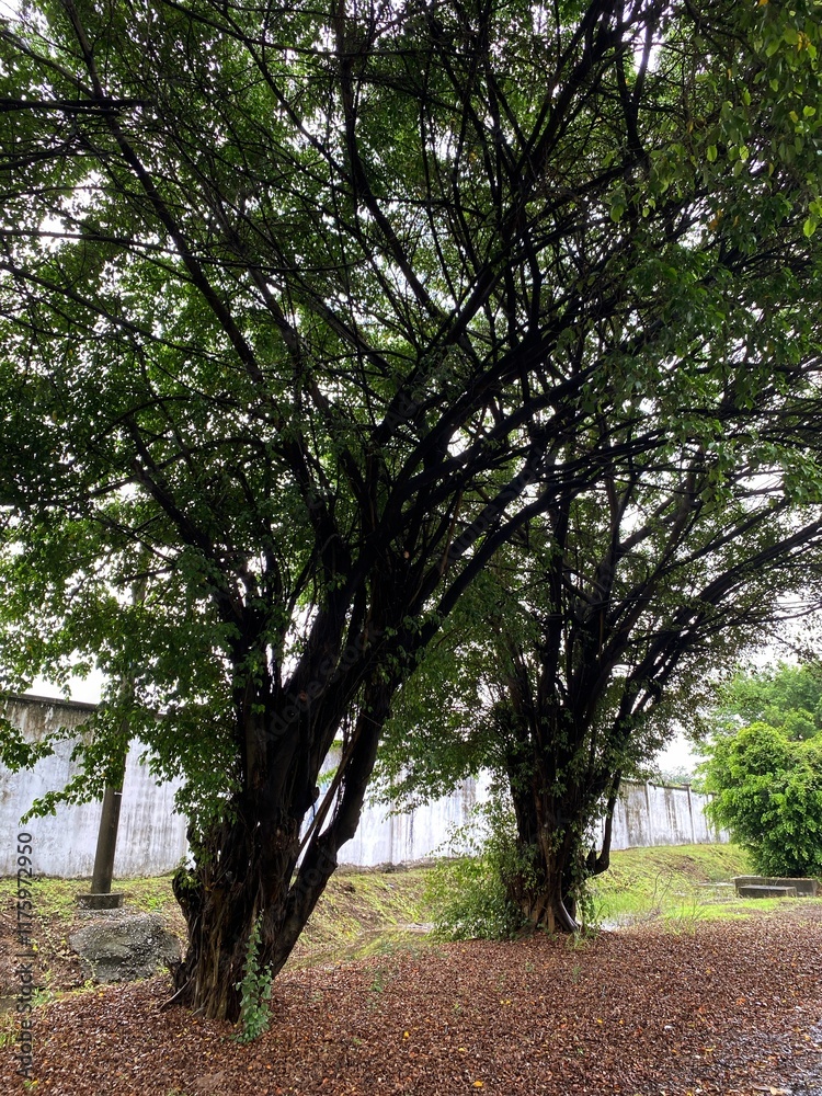 Obraz premium path in the park