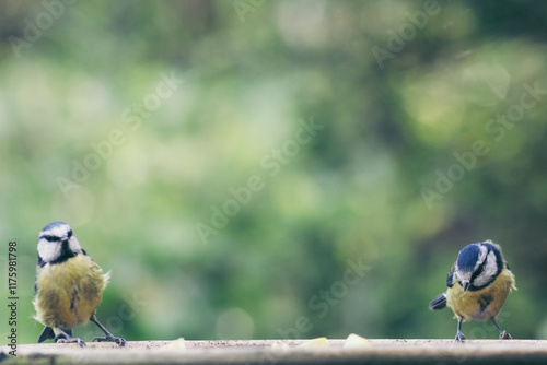 Eurasian blue tit with bokeh background	