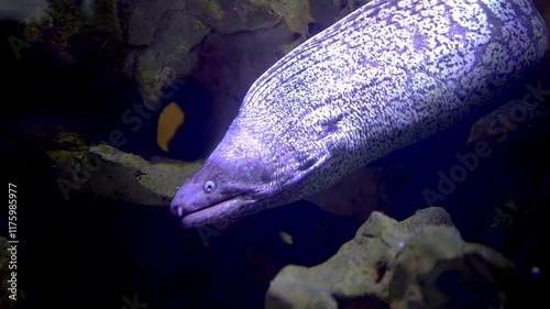 Close up of white eel head resting around a reef and them swims between rocks photo