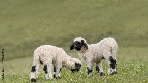 Two Valais Blacknose Lambs