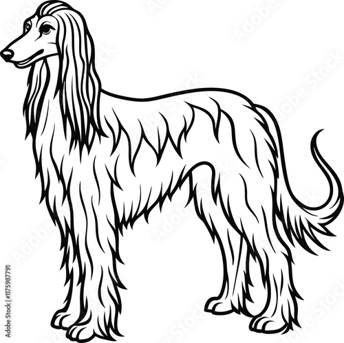 afghan line arts with white background. afghan hound portrait drawing, realistic hand drawing line art, pencil sketch, isolated silhouette