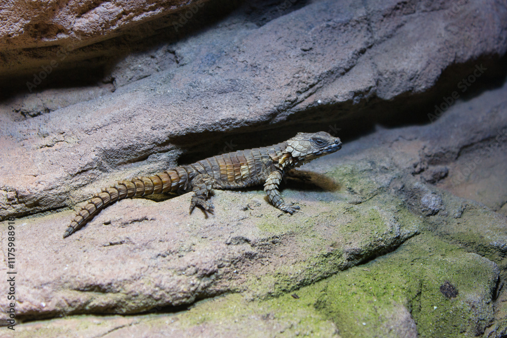 Spiny Lizard Resting on Rocky Terrain Spiny Lizard Resting on Rocky Terrain
