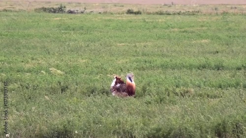 A male bustard stands proudly in a lush green field, its feathers ruffled by the gentle wind, showcasing the elegance and grandeur of this remarkable bird in its natural habitat