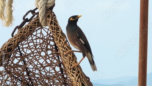 bird 