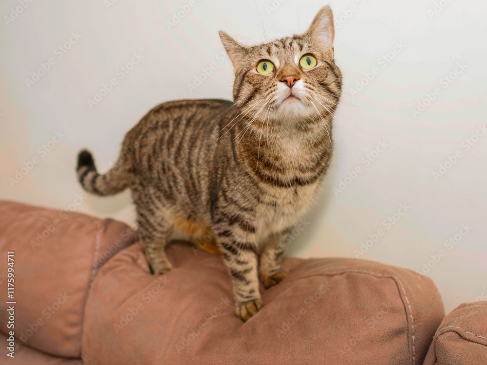 Cute tabby cat on a top of a brown suede couch. Portrait of adorable chubby home pet with tiger style fur. Light color wall background. Cute tabby cat on a top of a brown suede couch. Portrait of adorable chubby home pet with tiger style fur. Light color wall background.