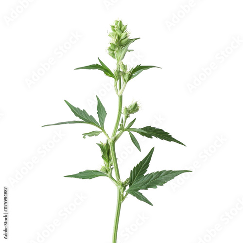 Young hemp plant displaying fresh buds against a clean transparent background, hemp plant with young bud on transparent background photo