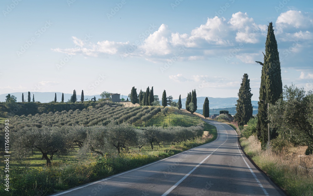 Fototapeta premium Italian Countryside Road, Winding road through Tuscan olive grove.