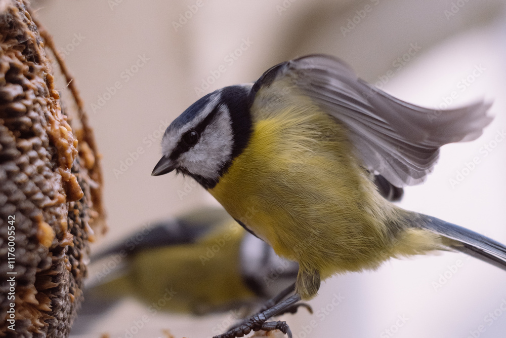 Fototapeta premium blue tit at a bird feeder