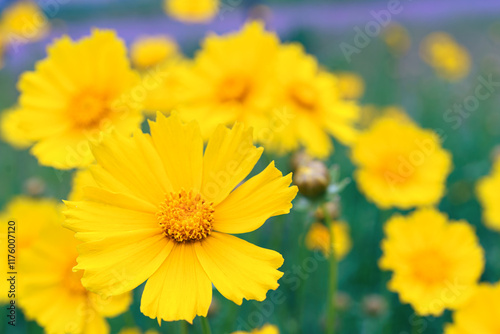 Coreopsis lanceolata, Lanceleaf Tickseed or Maiden eye on meadow, field blooming in summer. Nature, plant, floral background. Yellow flower lance leaved Coreopsis in bloom, close up, macro photo