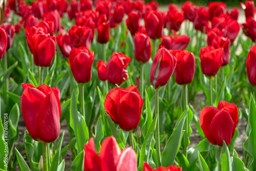 Colorful field filled with blooming red tulips. Lush green leaves surround vibrant flowers during spring season on flowerbed in the park or garden, landscape design element. Wallpaper, background