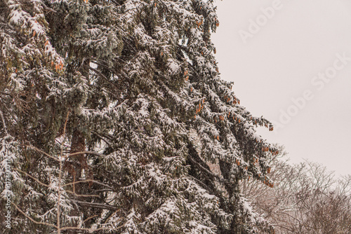 A wintry scene with coniferous trees heavily laden with snow, suggesting a significant snowfall The overcast sky contributes to the muted color palette, with no human structures or artificial elemen photo