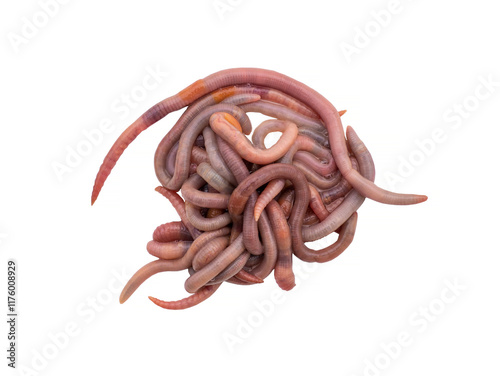 A lot of earthworms close-up isolated on a white background. Worm for fishing, live bait, earthworm Dendrobaena Veneta photo