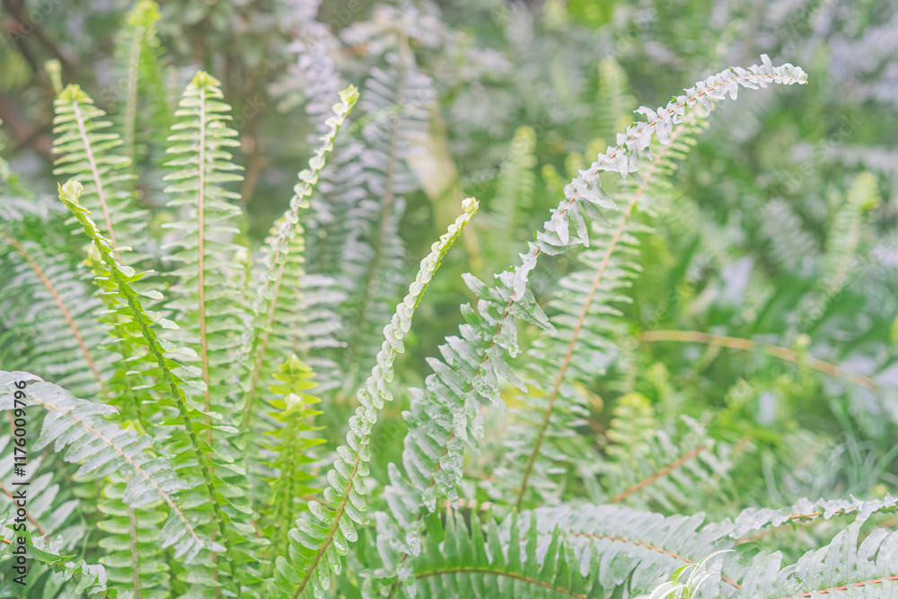 Close-up view of healthy ferns with feather-like fronds, varying green hues, a contrasting fruit or berry, shallow depth of field, emphasizing plant life and closeness to nature Close-up view of healthy ferns with feather-like fronds, varying green hues, a contrasting fruit or berry, shallow depth of field, emphasizing plant life and closeness to nature