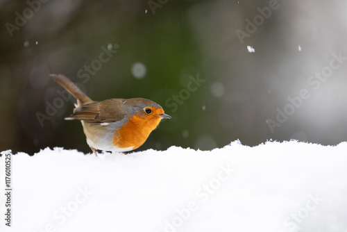 Adult Robin (erithacus rubecula) crouched on a snowy log with a wintry, white background - Yorkshire, UK in January