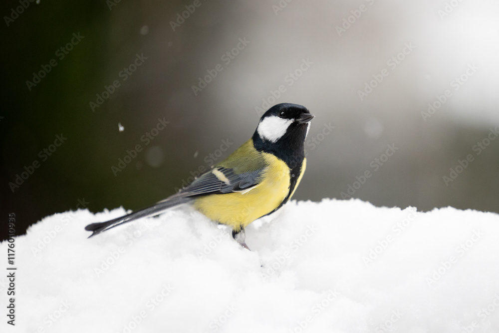 Fototapeta premium Beautiful Great Tit (Parus major) standing in snow whilst its snowing - Yorkshire, UK in January