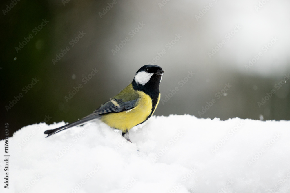 Atmospheric, winter snow scene of a Great Tit (Parus major) standing on fresh snow with snow falling around - Yorkshire, UK in January Atmospheric, winter snow scene of a Great Tit (Parus major) standing on fresh snow with snow falling around - Yorkshire, UK in January
