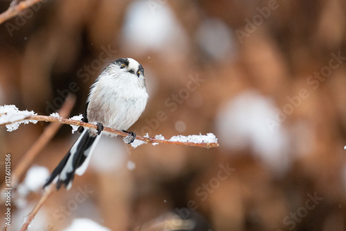 Curious Long Tailed Tit (Aegithalos caudatus) looking at the camera whilst perched on a snow covered branch - Yorkshire, UK in January