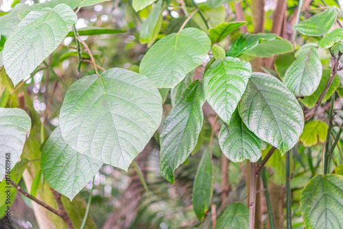 Wallpaper Mural Close-up of several large, glossy leaves from an indoor plant or garden Healthy with varied shapes lobed, heart-shaped, oval and a predominantly green color palette Possibly part of a larger grou Torontodigital.ca