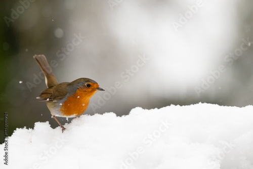 Robin (erithacus rubecula) crouched on snow with a wintry, white background - Yorkshire, UK in January